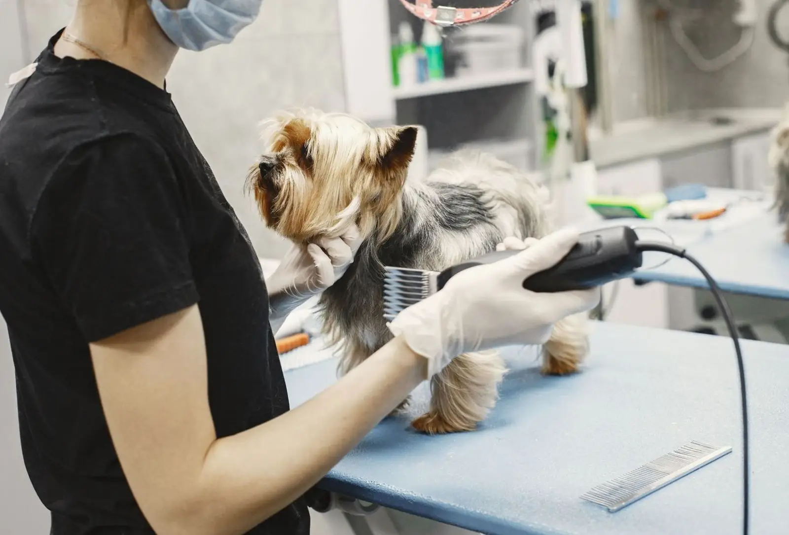 Styling Session on a Bichon Frise